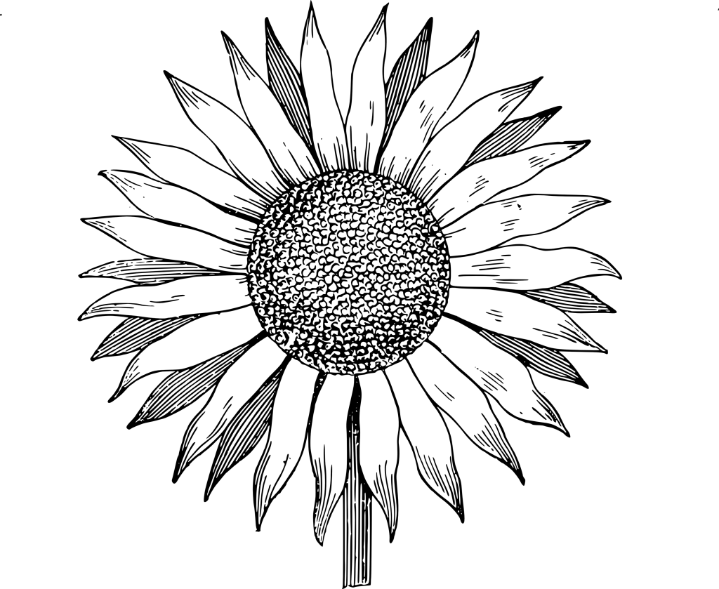 20 Sunflower Drawing Ideas For Beginners Harunmudak