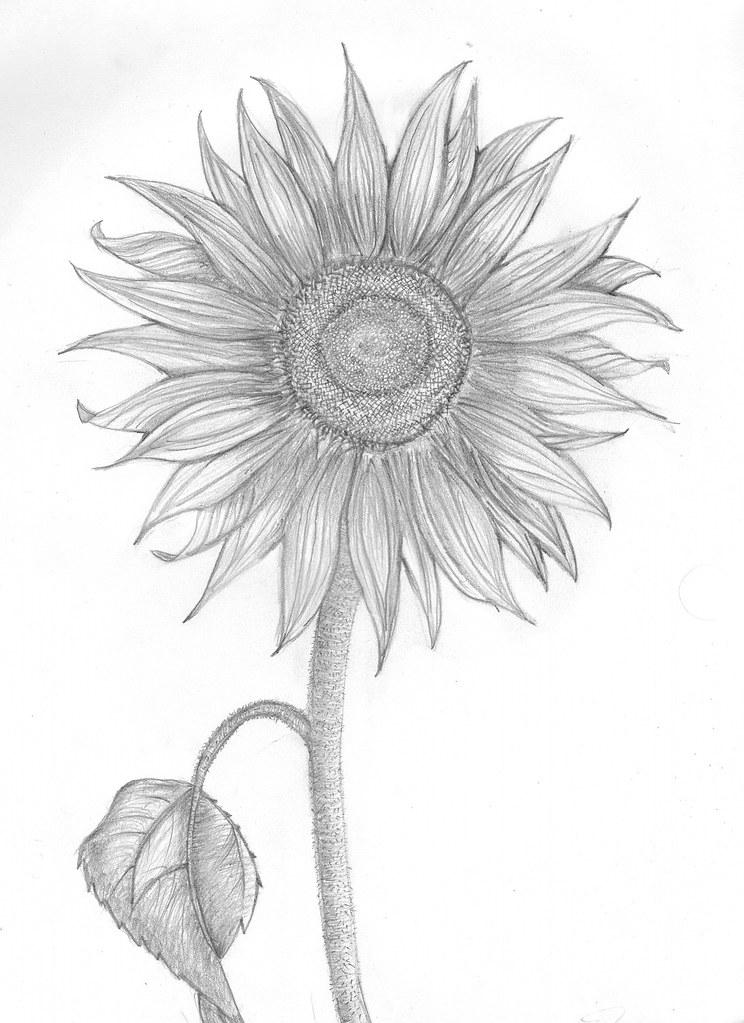 20+ Sunflower Drawing Ideas For Beginners | HARUNMUDAK