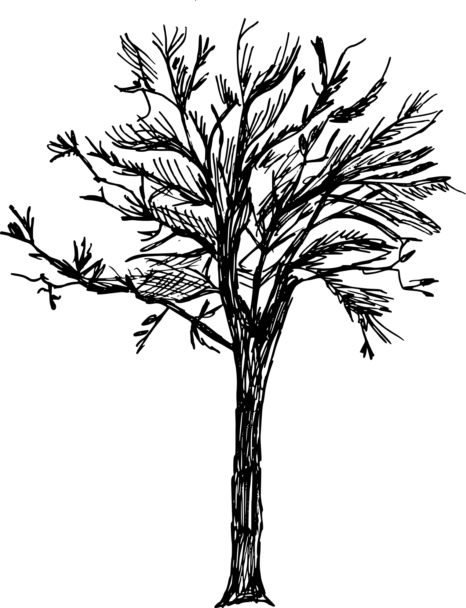 20 Tree Drawing Ideas For Everyone Harunmudak